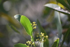 Pristimera celastroides