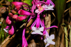 Epidendrum porphyreum