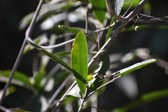 Pristimera celastroides