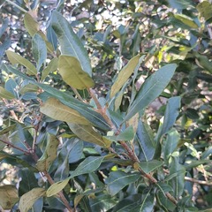 Anastrabe integerrima