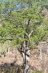 Ficus trigonata