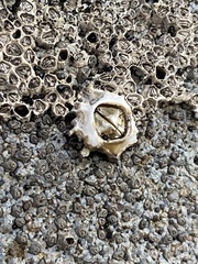 Austrominius modestus