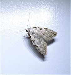 Nola triquetrana