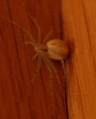 Philodromus rufus