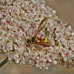 Cerceris californica