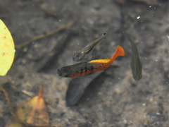 Xiphophorus variatus