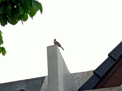 Pycnonotus aurigaster