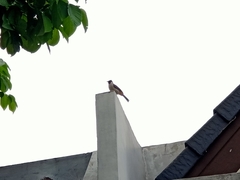 Pycnonotus aurigaster