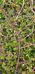 Coprosma depressa