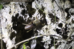 Nesoecia