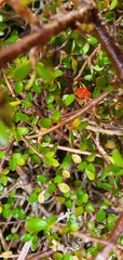 Coprosma depressa