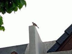 Pycnonotus aurigaster