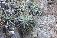 Agave microceps
