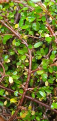 Coprosma depressa