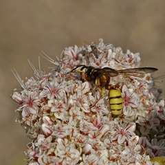 Cerceris californica
