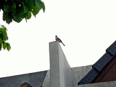 Pycnonotus aurigaster