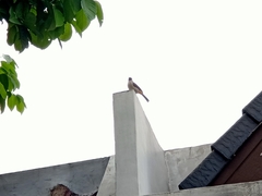 Pycnonotus aurigaster