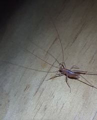 Talitropsis poduroides
