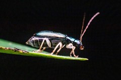 Pseudotheopea sauteri