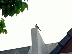 Pycnonotus aurigaster