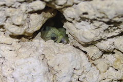 Craugastor yucatanensis