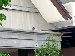 Pycnonotus aurigaster