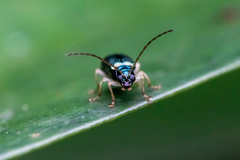 Pseudotheopea sauteri