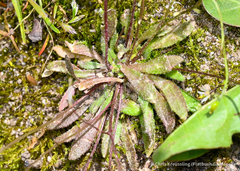 Draba verna