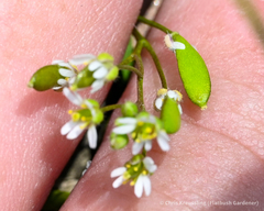 Draba verna