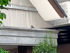 Pycnonotus aurigaster