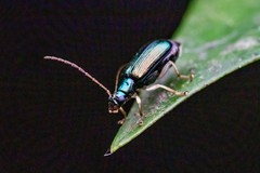 Pseudotheopea sauteri