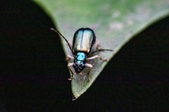 Pseudotheopea sauteri