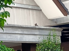 Pycnonotus aurigaster