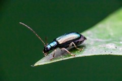 Pseudotheopea sauteri