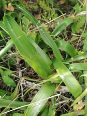 Prospero obtusifolium