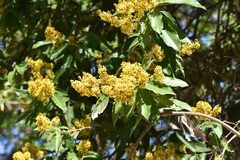 Heteropterys laurifolia