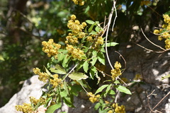 Heteropterys laurifolia
