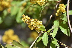 Heteropterys laurifolia