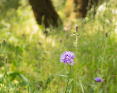 Dichelostemma congestum
