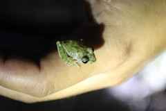 Craugastor yucatanensis