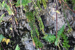 Sphyrospermum sodiroi