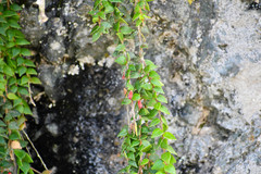 Sphyrospermum sodiroi