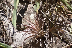 Tillandsia capitata