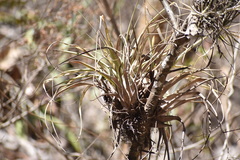 Tillandsia capitata
