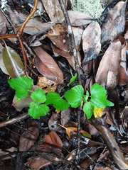 Viola lobata integrifolia