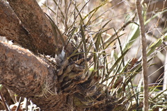Encyclia adenocarpa