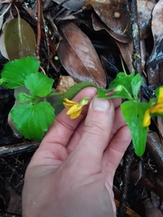 Viola lobata integrifolia