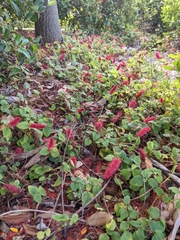 Acalypha pendula