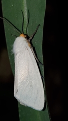 Pygarctia