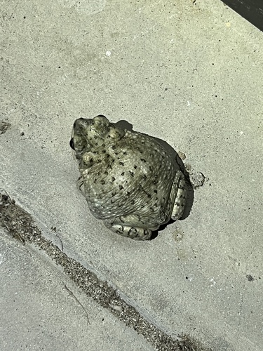 iNaturalist observation photo of Red-spotted Toad
